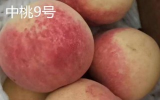 毛桃的品种都有哪些，这几个都是优质品种