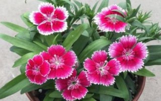 石竹梅的养殖方法,将其放置在室外朝阳的地方养护