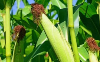 金辉306玉米种子特点,4月15~20日播种