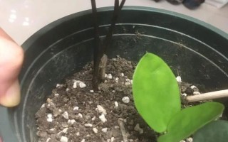 倒挂金钟怎么扦插，对枝条消毒后再插入沙中并覆膜