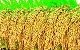 徽两优996水稻种子特征特性，全生育期平均132.4天