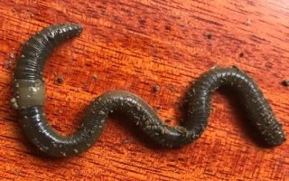 黑蚯蚓能钓鱼吗，夏季夜钓大鲶鱼合适