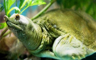 甲鱼不吃东西的原因，可能是突然转换环境导致的