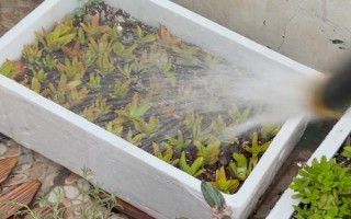 火祭的养殖方法，浇水要遵循干透浇透的原则