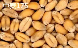 优质小麦种子介绍，要选择适合当地栽种的品种