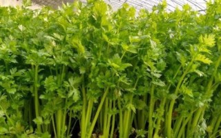 芹菜生长期如何管理，做好水肥、温度和病虫害管理工作