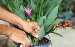 姜荷花能不能不挖出来吗，在冬天需要挖出来