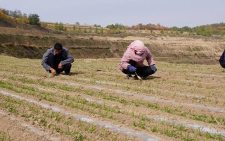 小麦种上后下雨板结能不能出来，出土能力强一般能出来