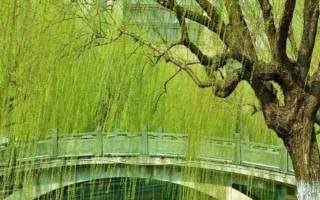 柳树的特征，树冠开展、树叶披针形