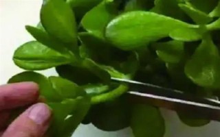 怎么让燕子掌开花，关键是要养在光照充足且温暖的地方