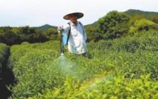 苦参碱可以防治哪些害虫，可有效防治松毛虫、杨树舟蛾、美国白蛾等