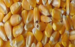 玉米播种前怎么浸种，以下4种方法均可使用