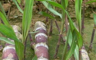 甘蔗种子的催芽方法，用清水浸种1-2天即可