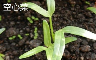 哪些蔬菜适合在3月份种植,包括空心菜、丝瓜、苋菜等品种