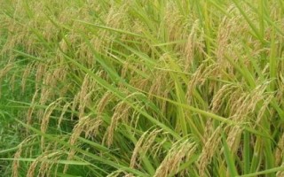 耕香优荔丝苗水稻品种简介,籼型三系杂交晚稻迟熟品种