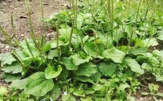 车前草的形态特征，长度在12厘米左右