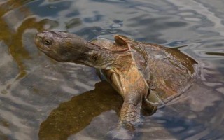 甲鱼的养殖方法，日常巡查工作很重要