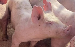 育肥母猪吃什么药可以绝育，可选择双乙酰氨基酚、威灵仙等