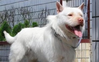 下司犬怎么养,每天只需要喂狗一次食物