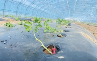 打瓜疫病的发病症状，茎基部发病初呈水渍状斑点