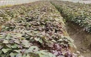 紫薯苗期管理技术,膜内的温度要保持在28℃左右