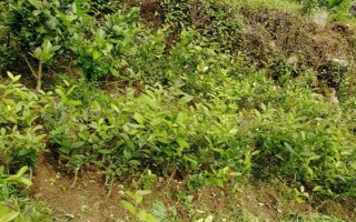 柠檬苗推荐品种，尤力克、菲诺、热那亚等品种值得选择