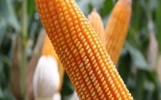 九单191玉米种子特点,中早熟品种