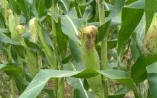 甜玉米种植技术，需要与普通玉米进行隔离种植