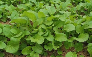 油菜为什么会僵苗，是受到干旱渍害、缺肥、病虫害等因素的影响