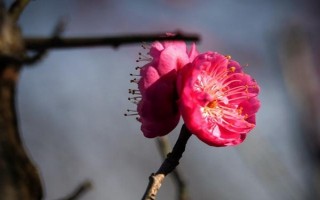 梅花如何繁殖，可嫁接、播种、扦插和压条繁殖