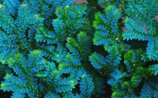 翠云草的繁殖方法，可扦插繁殖也可分株繁殖