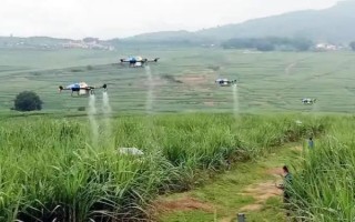 甘蔗如何种植,要做到适时施肥、适量施肥