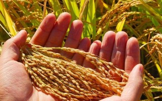 天优2075水稻品种简介，全生育期平均155.8天
