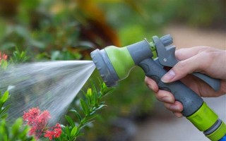 蓝羊茅的生长特性，具有喜光、耐旱等特点