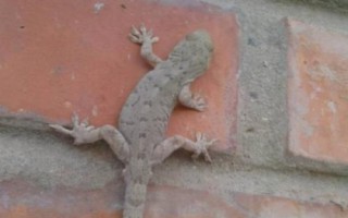 壁虎的寿命，通常为5-10年