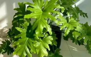 春羽怎么养殖以及要注意什么，生长旺盛期要充足施肥