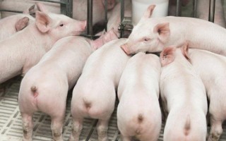 猪苗的价格，各地的售价有很大区别