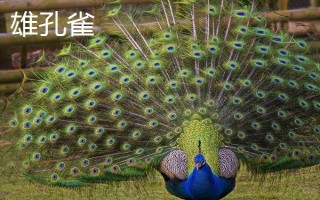 雌孔雀和雄孔雀有什么区别，外观、动作和繁殖任务均不同