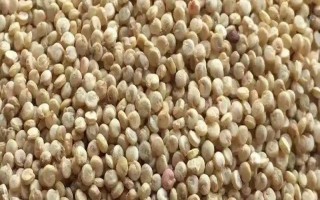 种植藜麦的前景，当前市场需求大前景可观