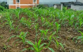 赤单109（CS336）玉米种子特点，赤单109为单杆大穗型品种