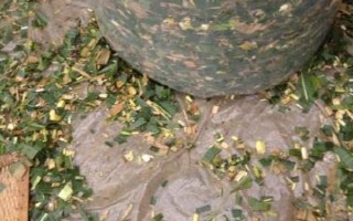 红薯秧如何做青储饲料，红薯秧一定要粉碎处理