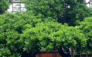 怎么养殖罗汉松，生长期每隔1-2个月追施一次肥料