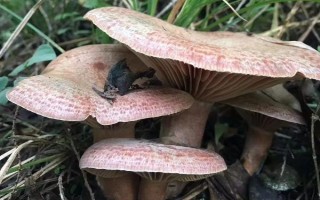 乌枞菌有人工种植的吗，有人工种植的乌枞菌