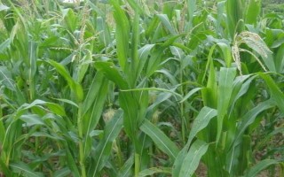 龙垦糯1号玉米种子介绍，4月下旬至6月中旬播种