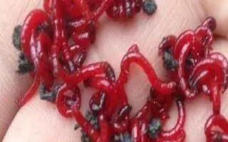 红虫和红线虫的区别，物种、形态和栖息环境均不同