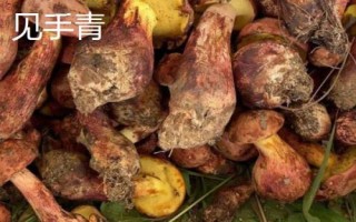 牛肝菌的产地，云南是野生牛肝菌的主要产地