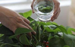 如何修剪垂下来的绿萝，剪除下垂枝条的顶部嫩芽