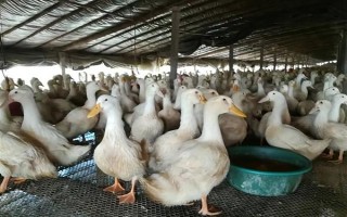 鸭子在夏季容易死亡的原因,一般是高温、养殖密度大、感染病害等因素所致