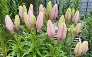 百合的打顶方法，摘除瘦弱不健康的芽