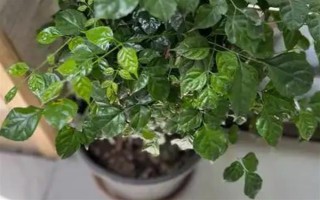 幸福树移栽后要不要浇水，移栽后不需要立刻浇水